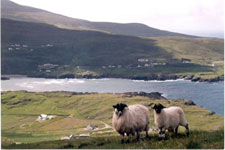 Ireland-Bantry-Hiking - Sheep's Head Way
